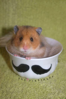 M. Moustache