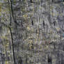 Texture - Wood 2
