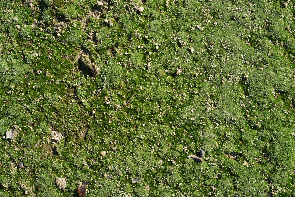 Texture - Moss