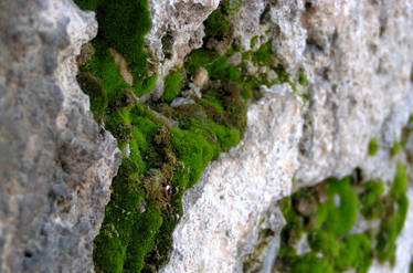 moss on rocks