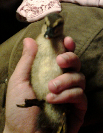 Stevie The Special Needs Duck