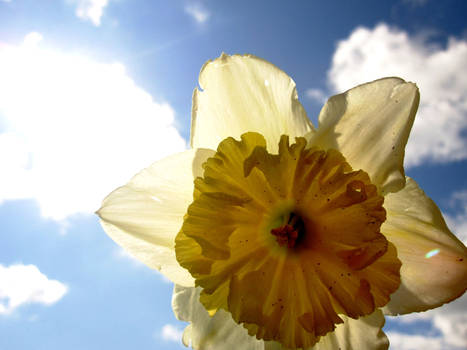 Daffodil 3