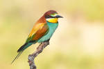 Merops apiaster by capitaodomato111