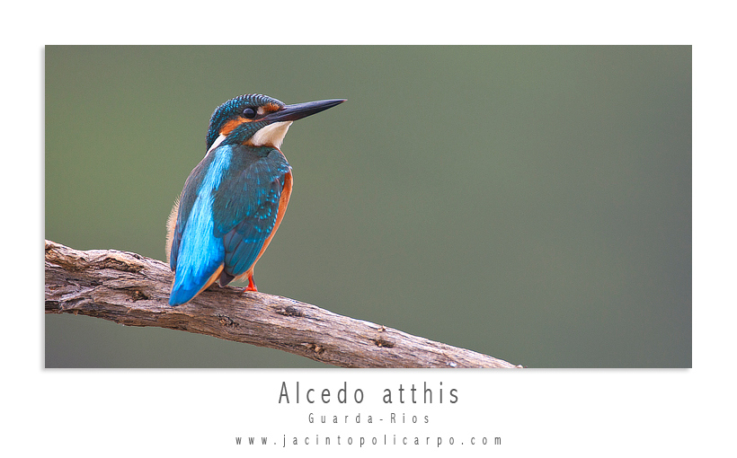 Alcedo atthis