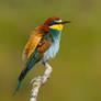 Merops apiaster