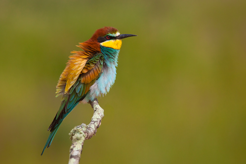 Merops apiaster