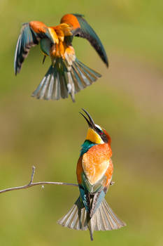 Merops apiaster 2