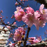 Cherry trees blossom