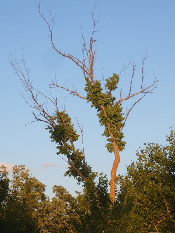 Odd Tree Out Odd tree by Sunshinesmiles01 on DeviantArt