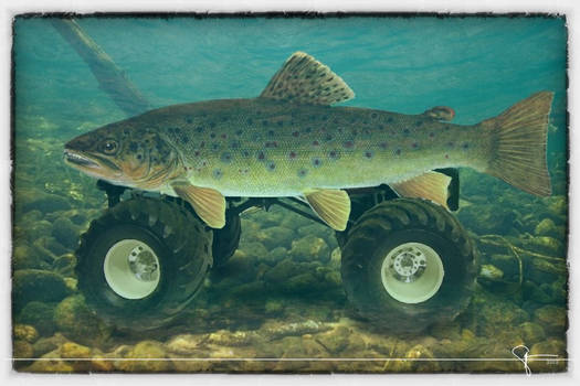 MonsterTrout