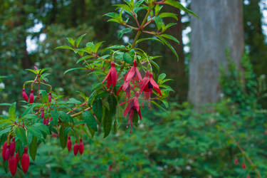 Tree Flower