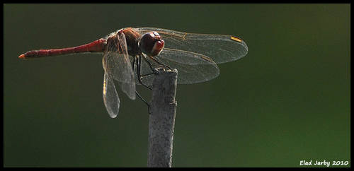 Dragonfly