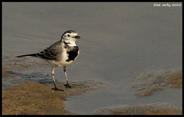 Wagtail