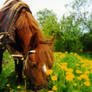 The spring lunch of dandelions