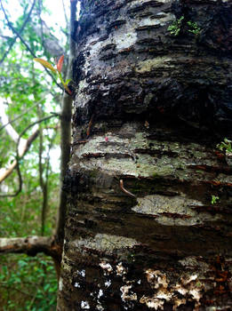 Worms on tree