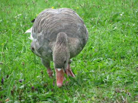 A goose