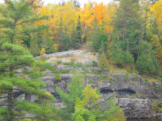 Fall Flames and Ever Greens