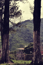 2 Trees a the Cemetery