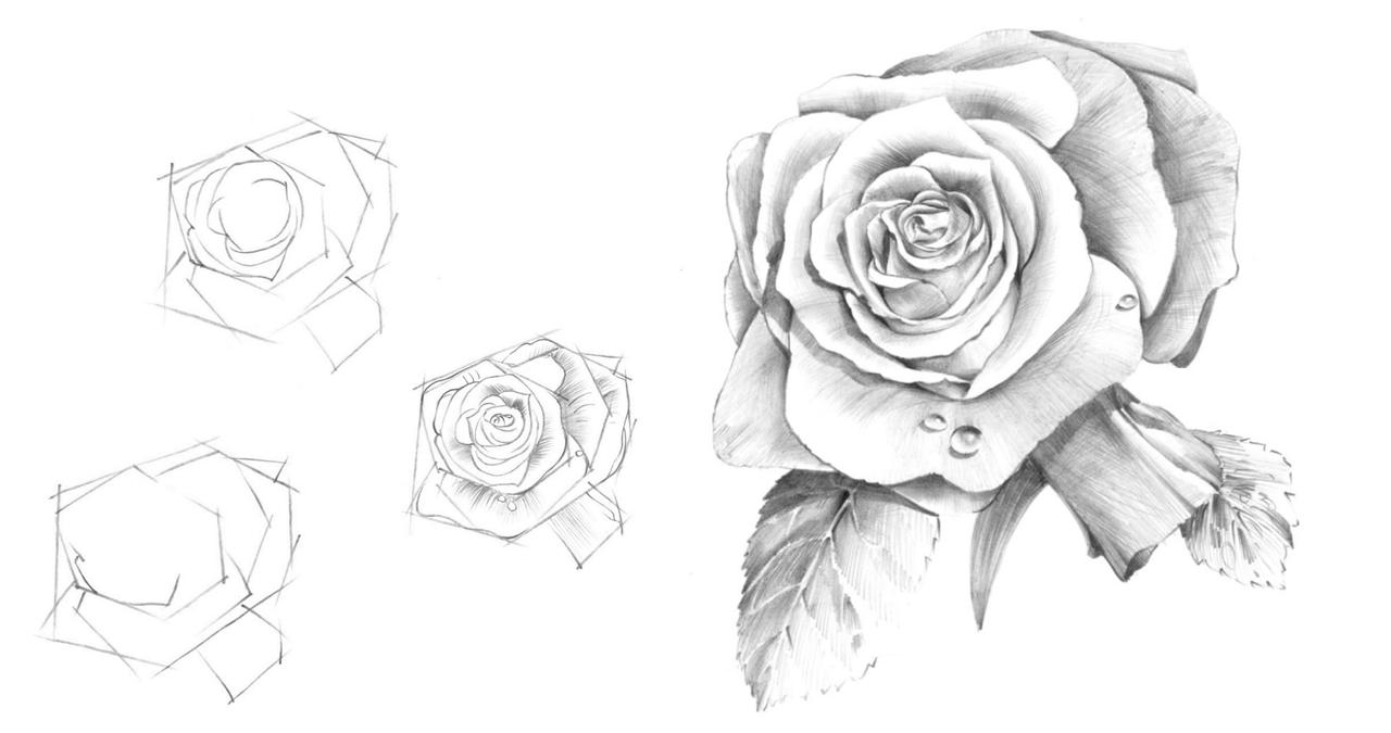 Drawing A Rose Step By Step at Alvera Rollins blog