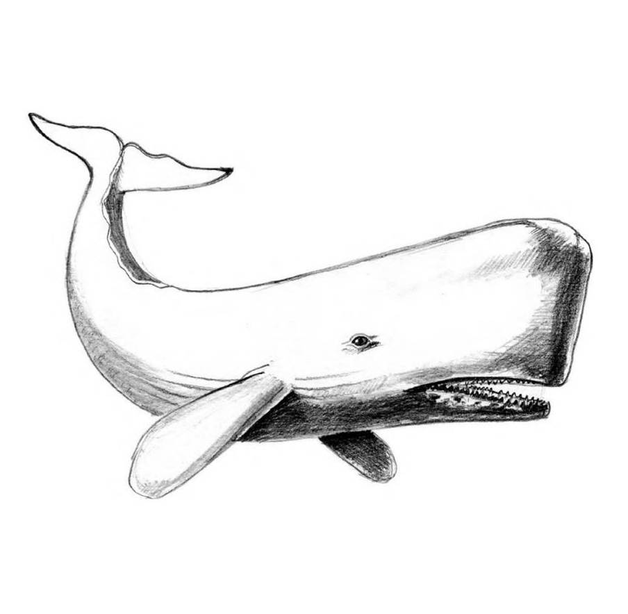 How To Draw A Sperm Whale With A Pencil. By Imagidraw On Deviantart