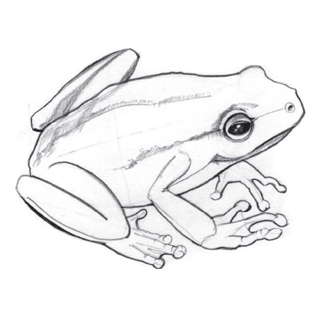 How to draw a frog with a pencil stepbystep by ImagiDraw on DeviantArt