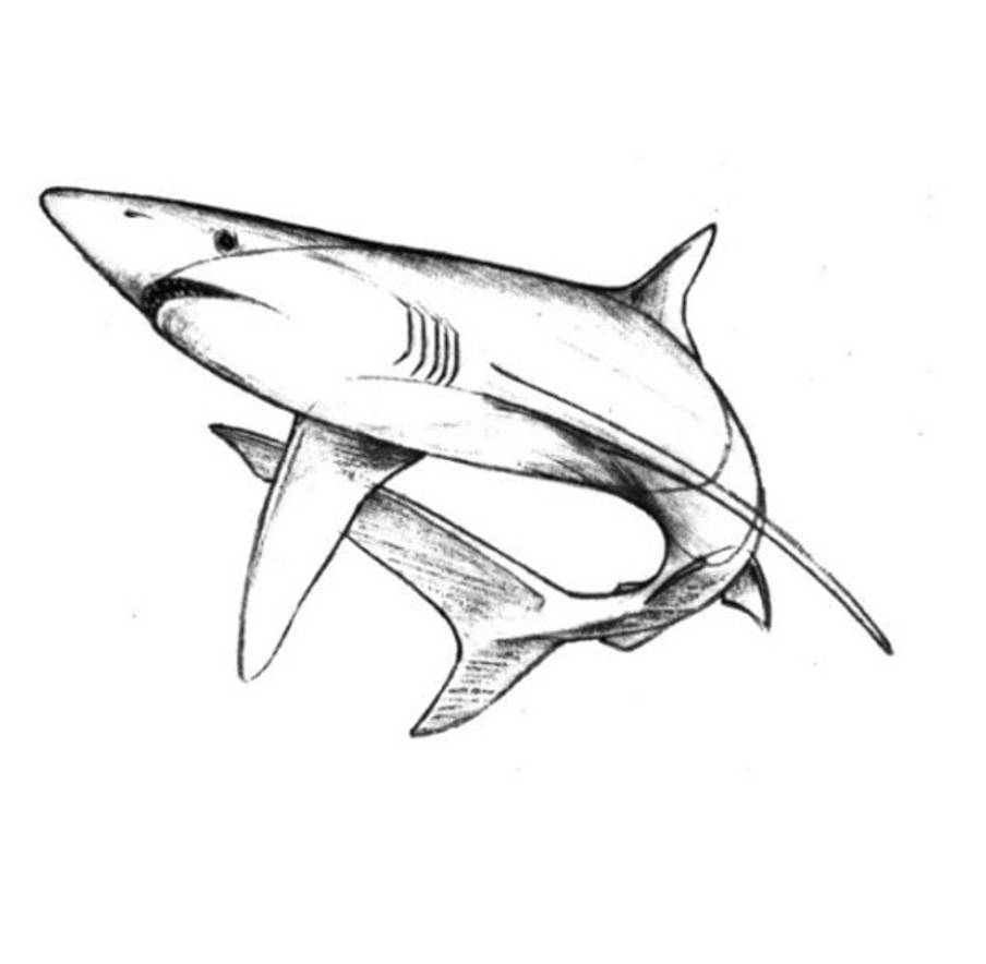 How to draw a blue shark with a pencil by ImagiDraw on DeviantArt
