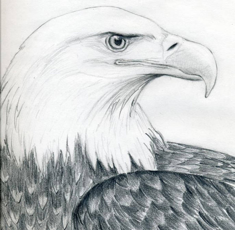 Рисунок орла. Белоголовый Орлан эскиз. Орел карандашом. Рисунки Орлов карандашом. Рисунки карандашом для срисовки животных.