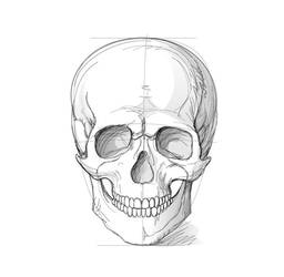 How to draw a skull with a pencil step-by-step