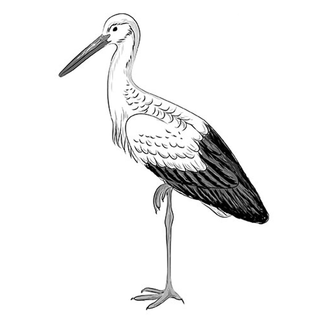 How to draw a stork with a pencil by ImagiDraw on DeviantArt