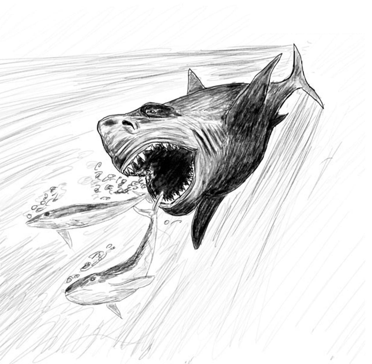 How to draw megalodon with pencil step-by-step by ImagiDraw on DeviantArt