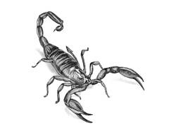 How to draw a scorpion with a pencil step-by-step