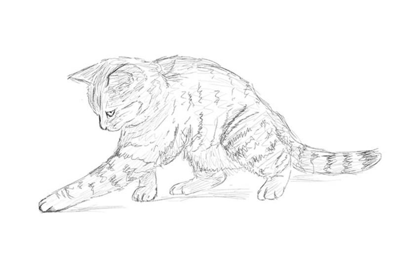 How to draw a kitten step-by-step tutorial by ImagiDraw on DeviantArt