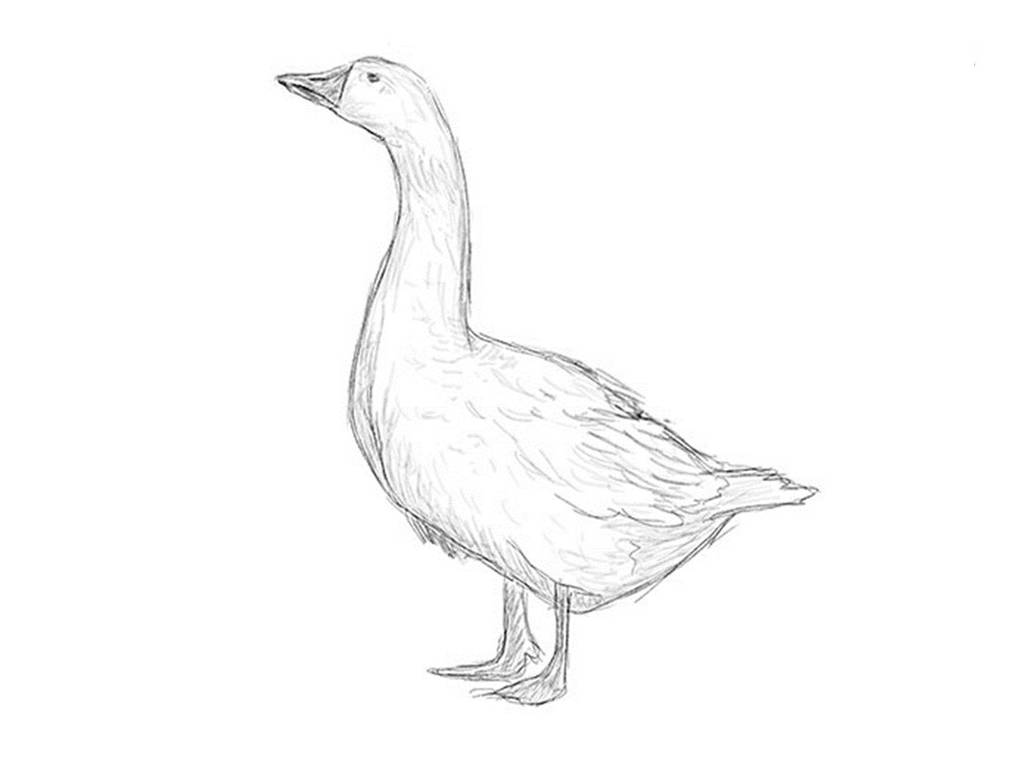 How to draw a goose. Step-by-step drawing tutorial by ImagiDraw on ...