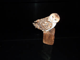 Barn Owl on a Brick