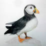 Puffin