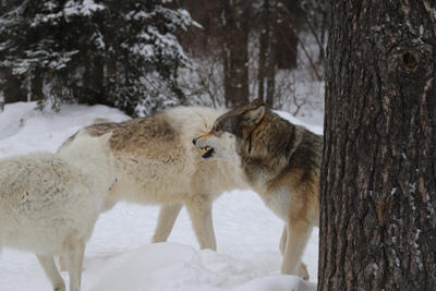 Wolves Posturing Posturing by MapleWolff on DeviantArt