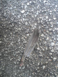 Three feathers of a dead bird