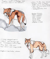 Tibetan Wolf And Himalayan Wolf Study