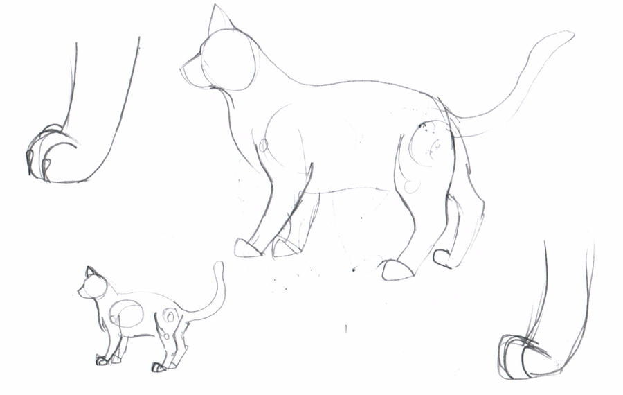 Cat draft by Animalible on DeviantArt