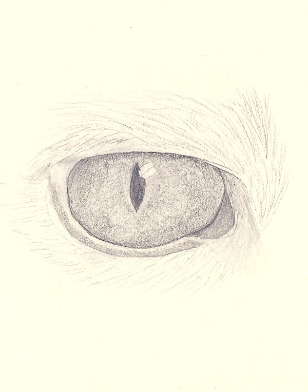 Eye