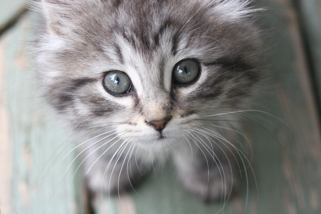 Curiousity Captured the Cat by WhimsyBridges