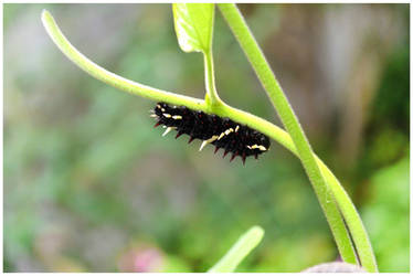 caterpillar