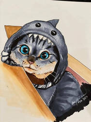 Shark catt