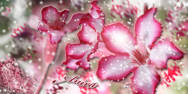 Lily Banner