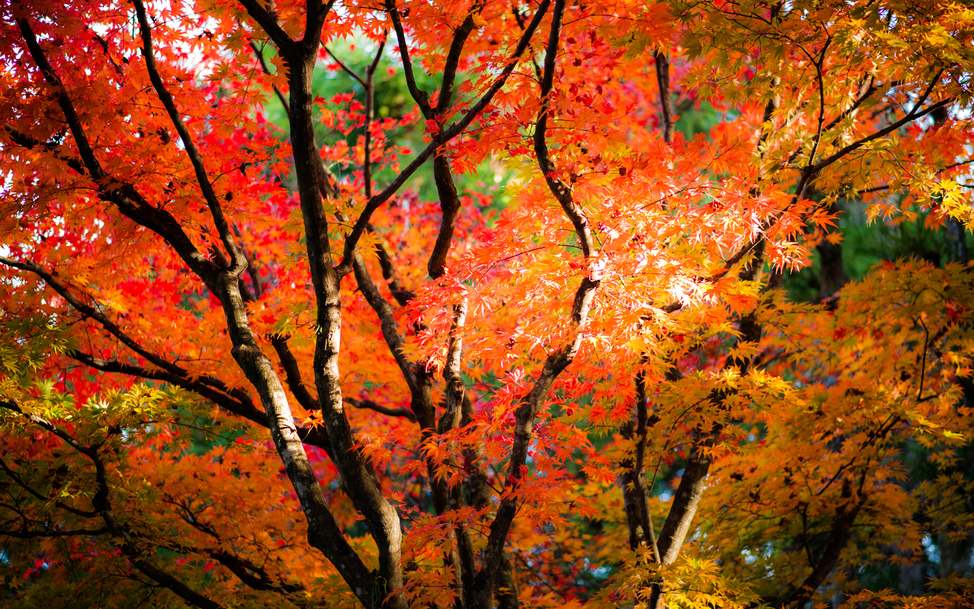 Momiji in Nikko