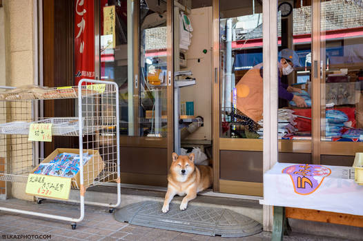 Smiling Shiba