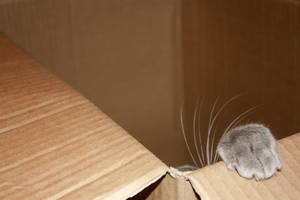 El gato en la caja