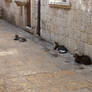 And some more cats of Kotor