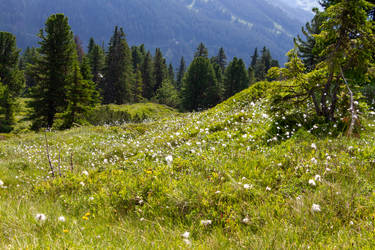 Meadow with cotton grass