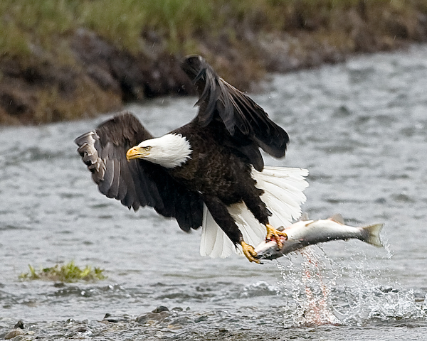Eagle Fishing by mercorex on DeviantArt